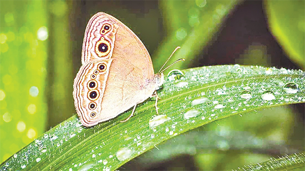 প্রকৃতিতে হেমন্তের বিচিত্র আয়োজন