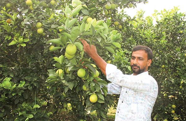 মাল্টা চাষে কর্মসংস্থান