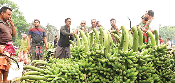 প্রতিদিন ৫০ ট্রাক কলা বিক্রি হয় মধুপুর হাটে