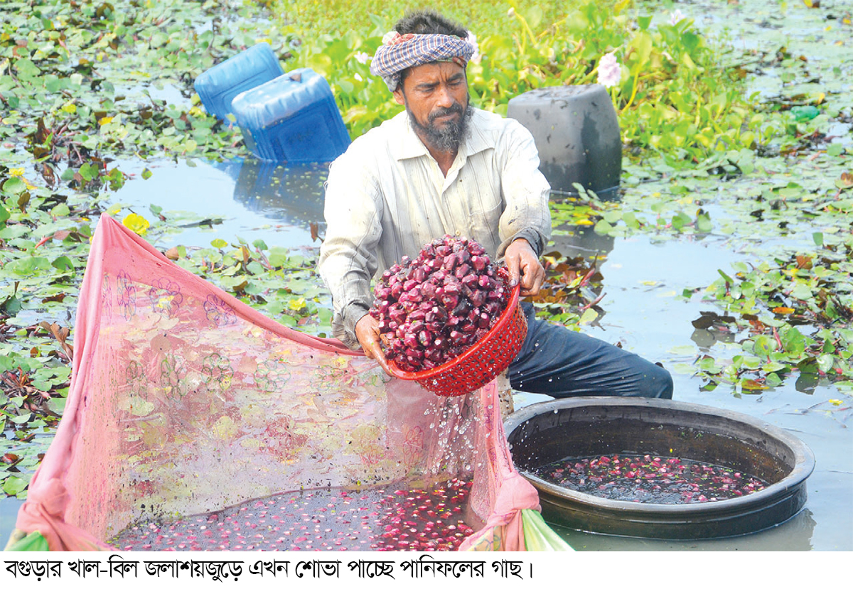 বগুড়ায় পানিফল চাষে আগ্রহ বাড়ছে কৃষকের