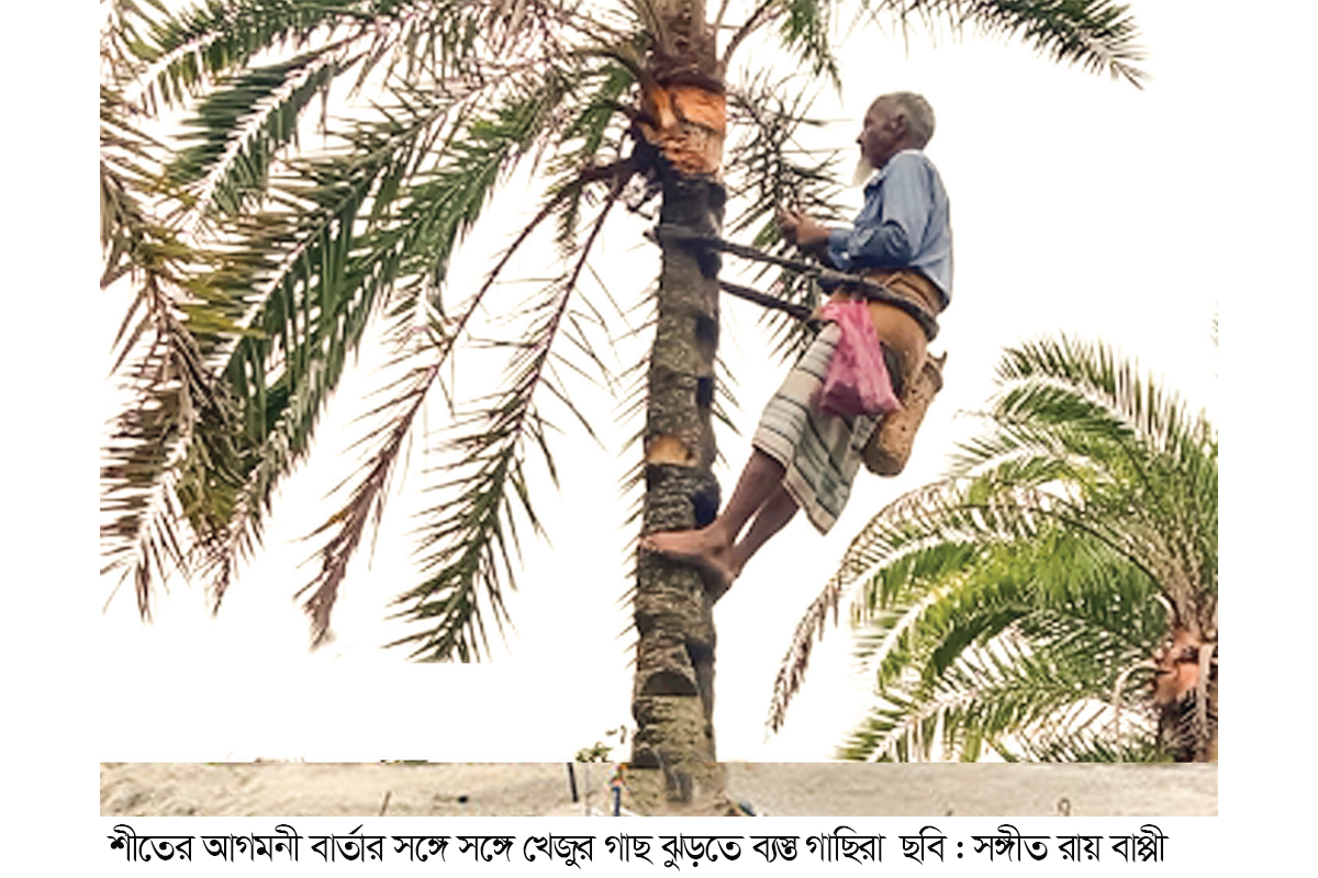 রস সংগ্রহে খেজুর গাছ পরিচর্যায় ব্যস্ত গাছিরা