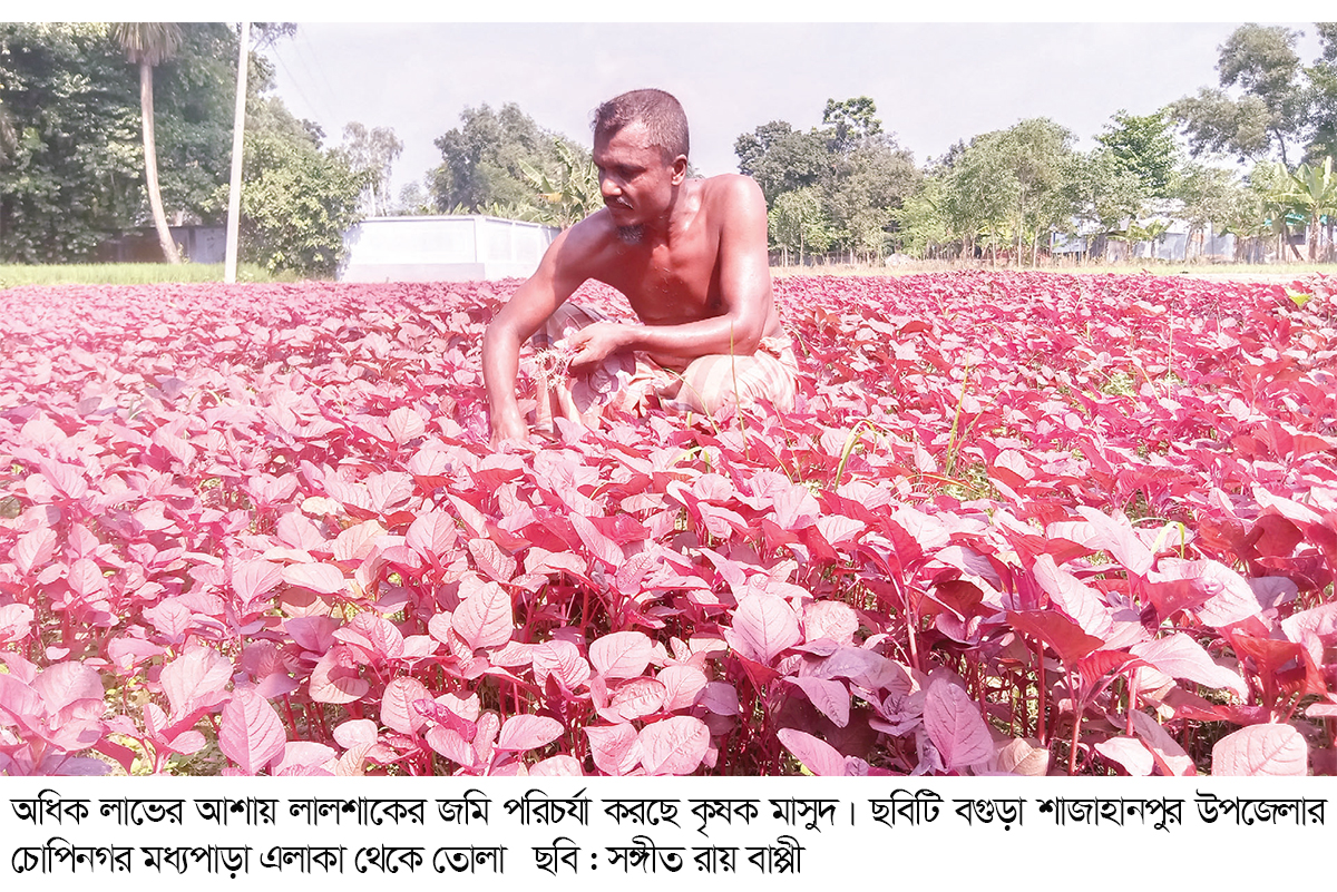 কম খরচে লাভ বেশি লালশাকে, বাড়ছে আবাদ