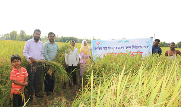 ঠাকুরগাঁওয়ে ব্রি ধান-১০৩ এর নমুনা শস্য কর্তন