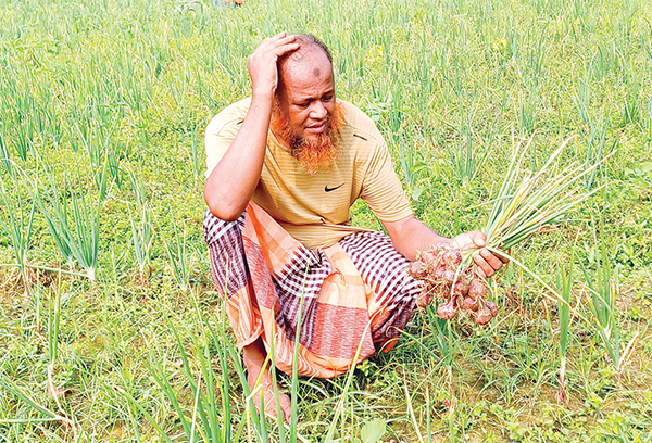 পেঁয়াজের ফলন বিপর্যয়ে বিপাকে কৃষকরা