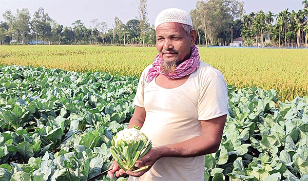 আগাম ফুলকপিতে তৃপ্তির হাসি