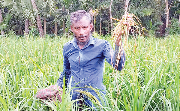 ইঁদুর বিনষ্ট করছে কষ্টের ফসল