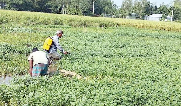 কলমিশাক চাষে ফিরছে আর্থিক সচ্ছলতা