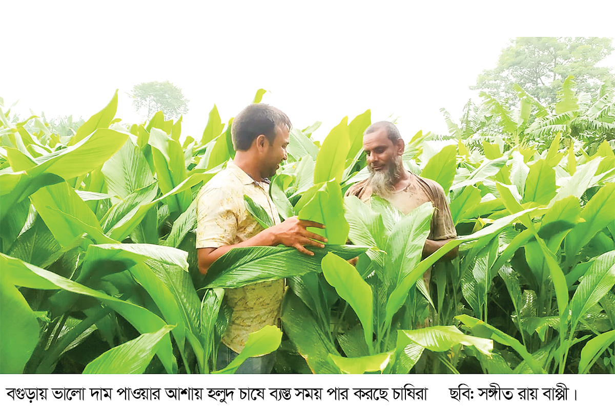 সবজির পাশাপাশি বাড়ছে হলুদের আবাদ