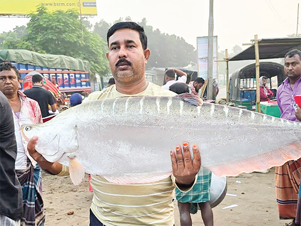 এক চিতল ২২ হাজারে বিক্রি