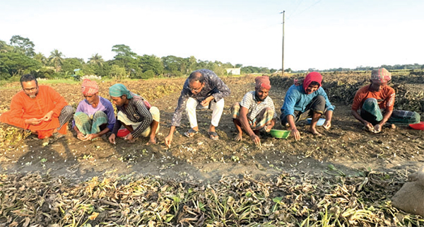 শরীয়তপুরে বাড়ছে বিনা চাষে পেঁয়াজ-রসুন চাষ