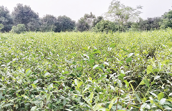 মধুপুর গড়ে চা চাষে সাফল্য খুঁজছেন পাহাড়ি