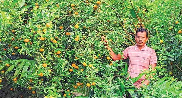 দার্জিলিং জাতের কমলা চাষে সাফল্য