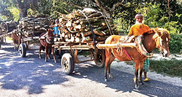 ঘোড়ার গাড়ি টানে সংসারের ঘানি