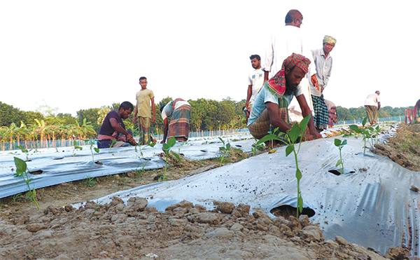 ক্যাপসিকাম চাষে সমবায়ী উদ্যোগ