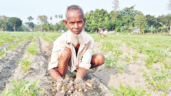 লাভের আশায় আগাম আলু চাষ