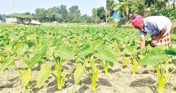 লতিকচু চাষে কম খরচে বহুমুখী লাভ