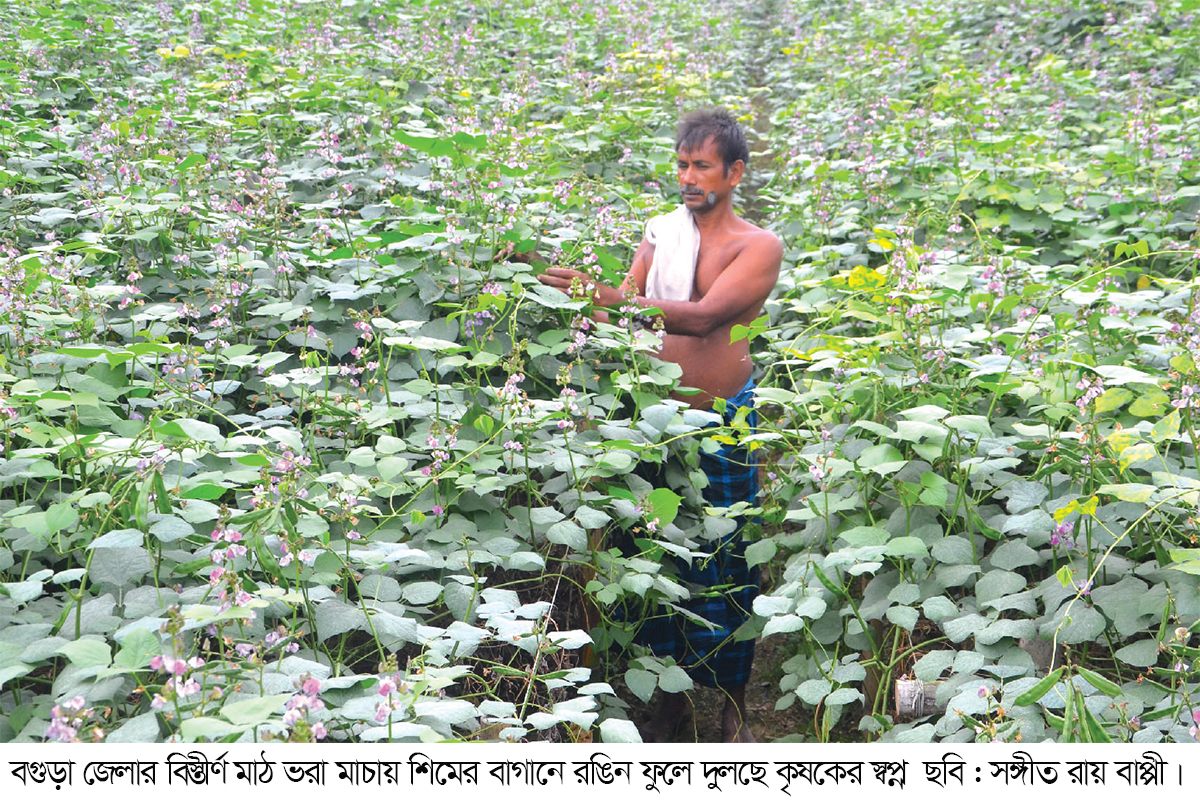 শিমের রঙিন ফুলে দুলছে কৃষকের স্বপ্ন