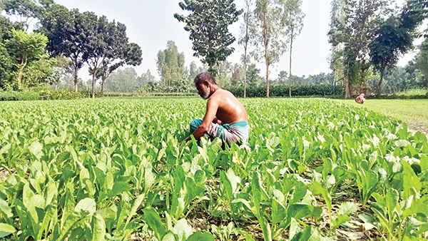 শীতকালীন সবজি চাষে ঝুঁকছেন কৃষক