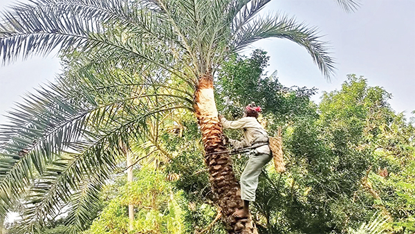 কেশবপুরে খেজুরের রস সংগ্রহে ব্যস্ত গাছিরা