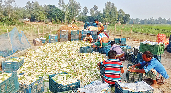 উত্তরাঞ্চলের মুলাচাষিরা এবার লাভবান