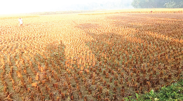 কেটে রাখা ৬০ শতক জমির ধান চুরি