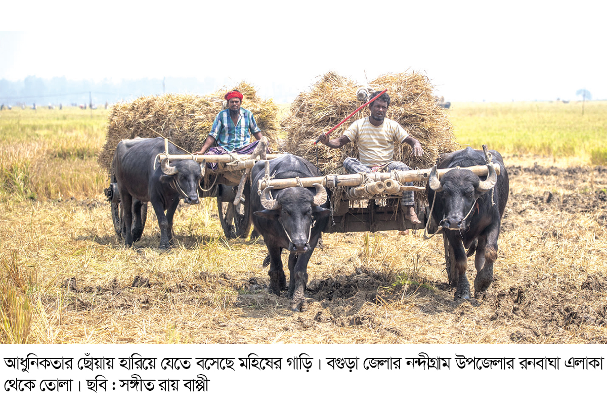 কালের বিবর্তনে হারিয়ে যাচ্ছে মহিষের গাড়ি