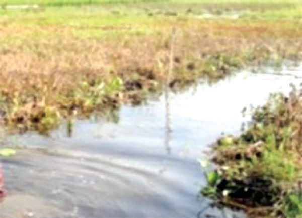 অবৈধভাবে পুকুর খননে সিরাজগঞ্জে ৪০০ বিঘা জমিতে জলাবদ্ধতা