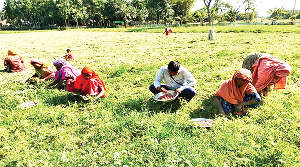 উত্তরের আগাম আলু আসছে ঢাকায় মিলছে না স্থানীয় বাজারে