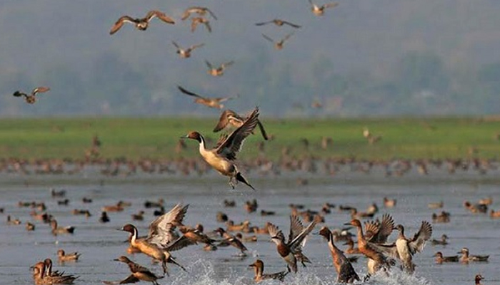 অতিথি পাখির কলকাকলিতে মুখর দিনাজপুরের শুখ সাগর দিঘি