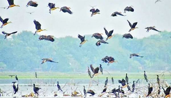 অতিথি পাখির কলকাকলিতে মুখরিত সুখ সাগর দিঘি