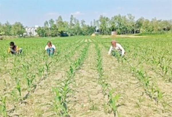 ভুট্টা চাষে ব্যস্ত সময় পার করছেন কৃষক