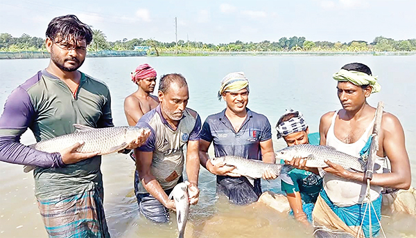 মাছ চাষে বদলে গেছে কুষ্টিয়ার গ্রামীণ অর্থনীতি