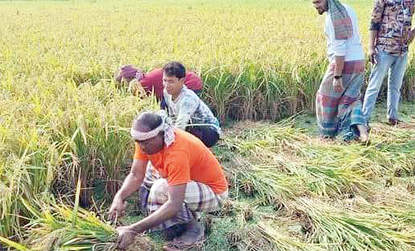 আমন ধানের ফলন ও দামে তৃপ্তির হাসি