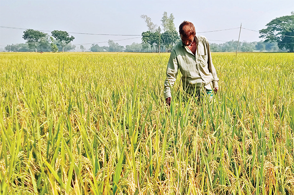 আমনের ফলনে তৃপ্তির হাসি