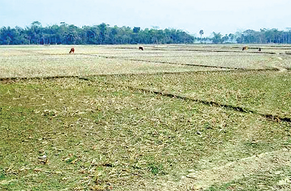 সেচের কারণে শত একর কৃষিজমি অনাবাদি থাকার শঙ্কা