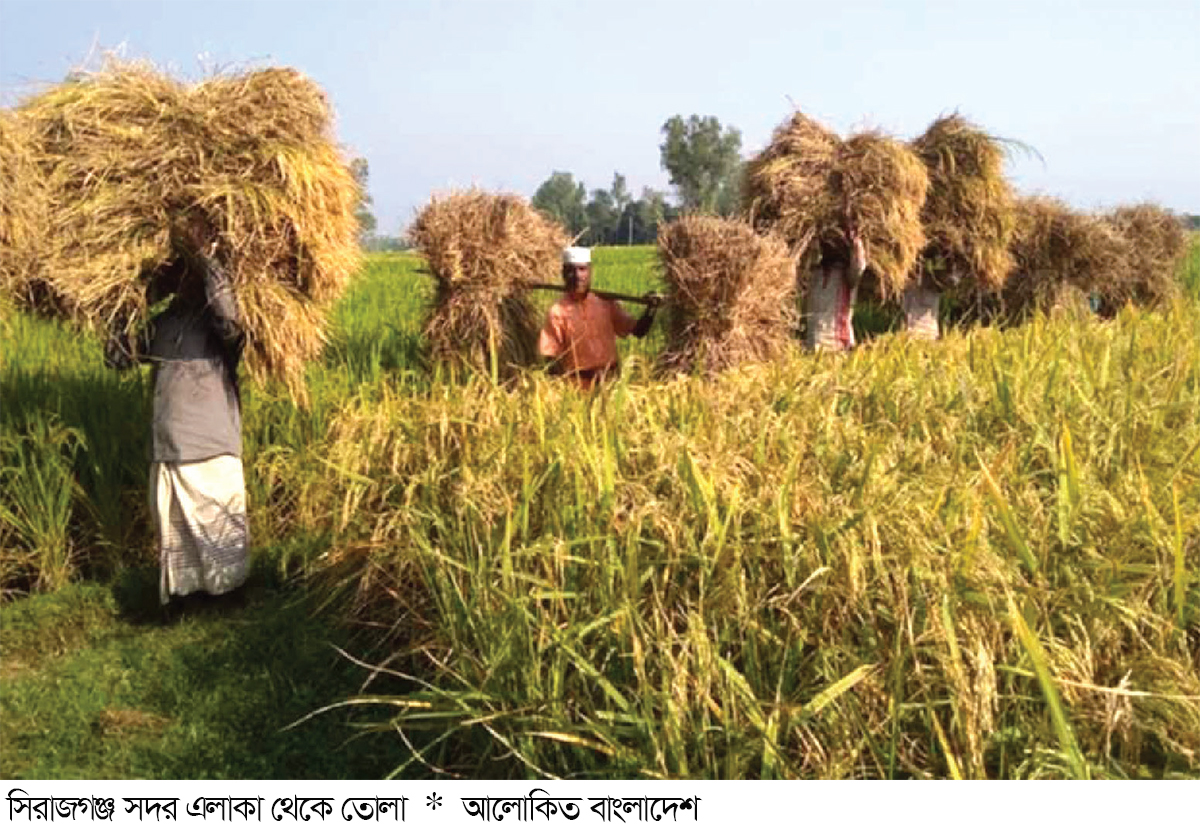 সিরাজগঞ্জে পুরোদমে ধান কাটা শুরু