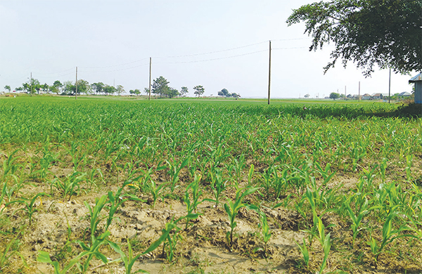 ১২ ফসলের মাঠ পদ্মার চর