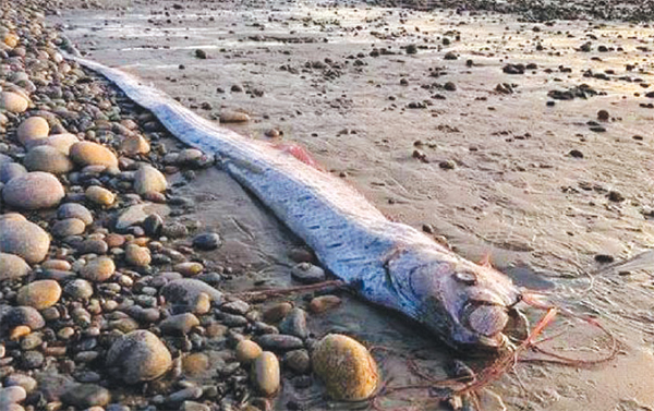 আবার দেখা গেলো ‘কেয়ামতের মাছ’