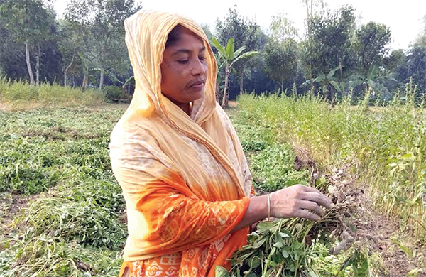 বাদাম চাষে সফলতার স্বপ্ন দেখছেন জেসমিন