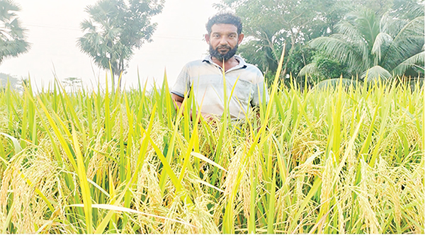 ভোলায় ব্রি ধান-১০৩ জাতের বাম্পার ফলন