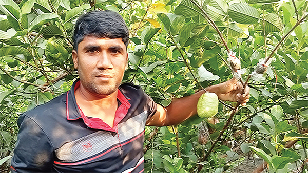 বীজবিহীন পেঁয়ারা চাষে সাফল্য