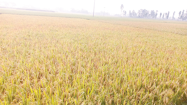 রংপুর অঞ্চলে আমনের লক্ষ্যমাত্রা ছাড়িয়ে যাওয়ার সম্ভাবনা