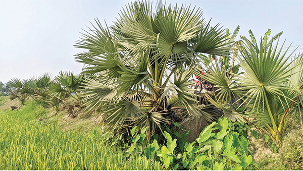 সারি সারি তালগাছে শোভা বাড়াচ্ছে প্রকৃতি