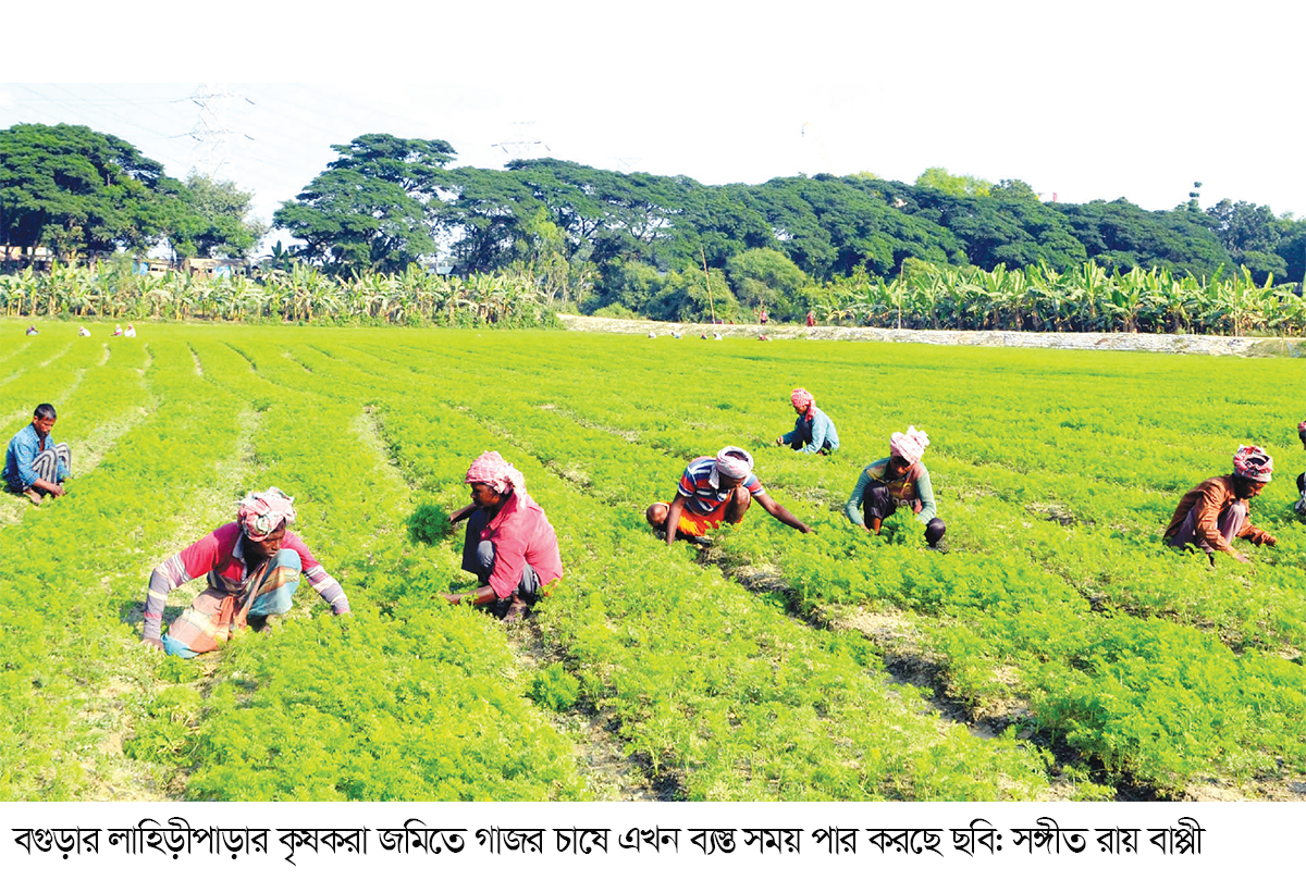 গাজর চাষে কম খরচে দ্বিগুণ লাভ