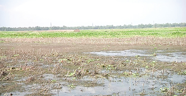 গাজনার বিলে জলাবদ্ধতা, অনাবাদি ২ হাজার বিঘা জমি