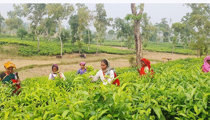 বকেয়া মজুরি পেয়ে কাজে ফিরেছে চা শ্রমিকরা