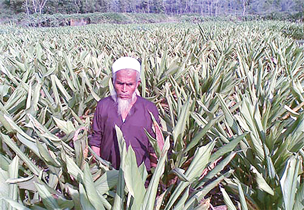 হলুদ চাষে কৃষকের ভাগ্যবদল