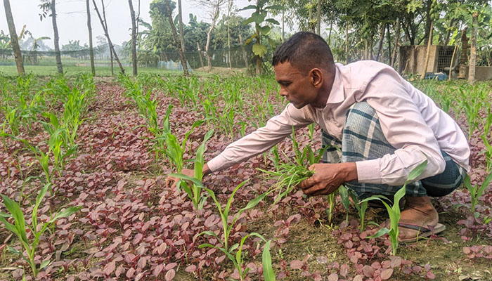 বাড়তি আয়ের আশায় ভুট্টা চাষে ঝুঁকছেন কৃষকরা