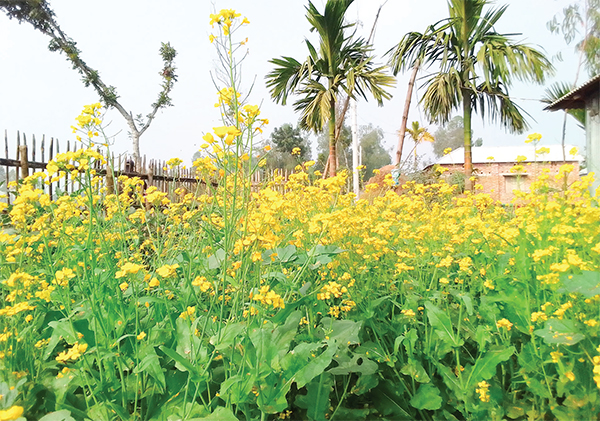 মাঠজুড়ে সরিষা ফুলের সমারোহ