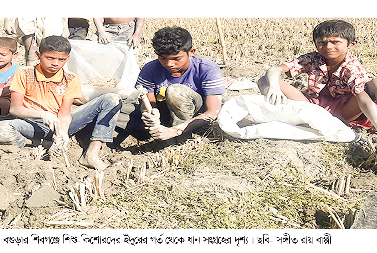 ইঁদুরের গর্ত থেকে ধান সংগ্রহ করে শখ পূরণ